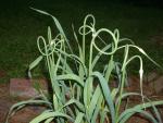 CHIVES SERPENT CHIVES SERPENT